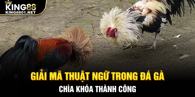 Giải mã thuật ngữ trong đá gà - chìa khóa thành công