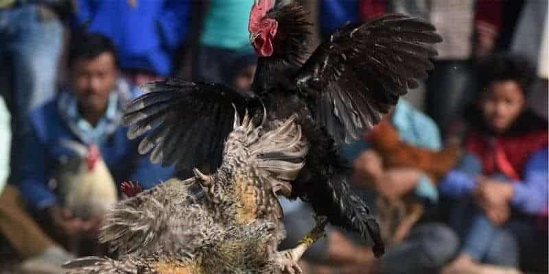 Các cửa cược đá gà tre có tại đá gà king88