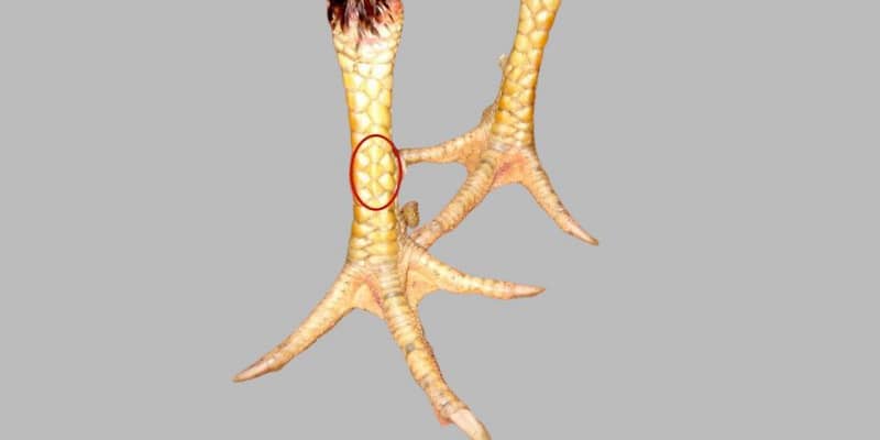 Tổng quan về đặc điểm vảy tam tài tứ quý 